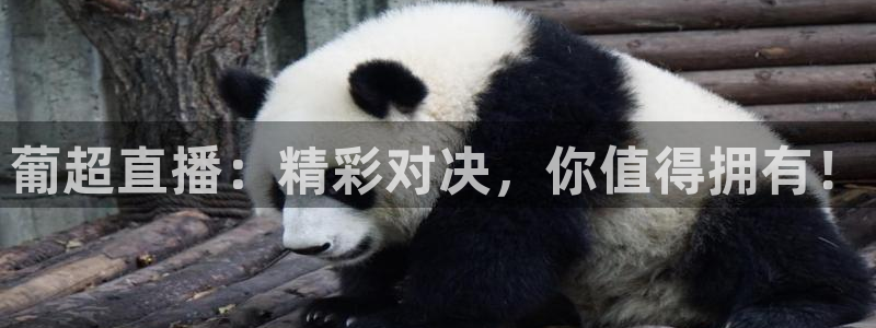 龙门直播下载官网：葡超直播：精彩对决，你值得拥有！