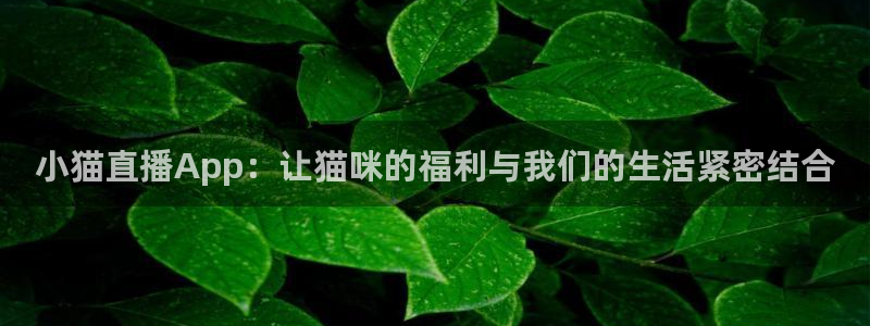 nba龙门直播：小猫直播App：让猫咪的福利与我们的生活紧密结合
