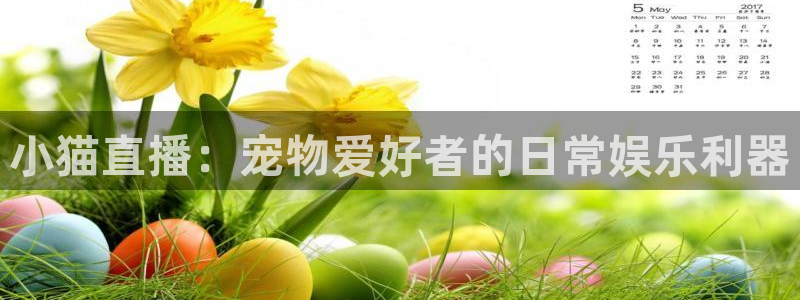 龙门体育在线直播：小猫直播：宠物爱好者的日常娱乐利器